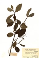 藏品(赤楊葉)的圖片